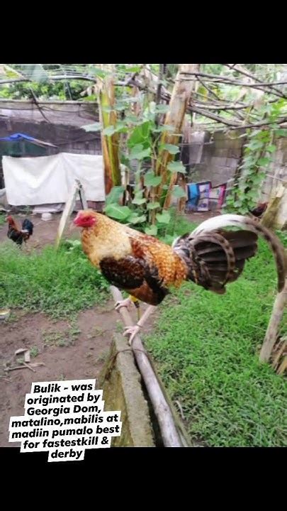 manok panabong breed|MGA IBA'T.